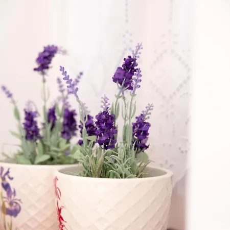Aimou Studio's Apartment's